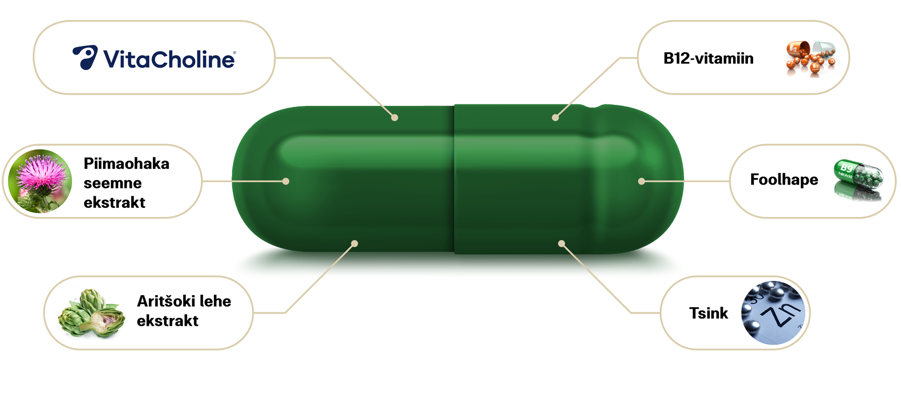 Natural Pharmaceuticals Hepactum™ FORTE roheline toidulisandi kapsel, millel on märgitud koostisosad: VitaCholine®, vitamiin B12, foolhape, tsink, piimohakasekstrakt ja artišoki leheekstrakt.