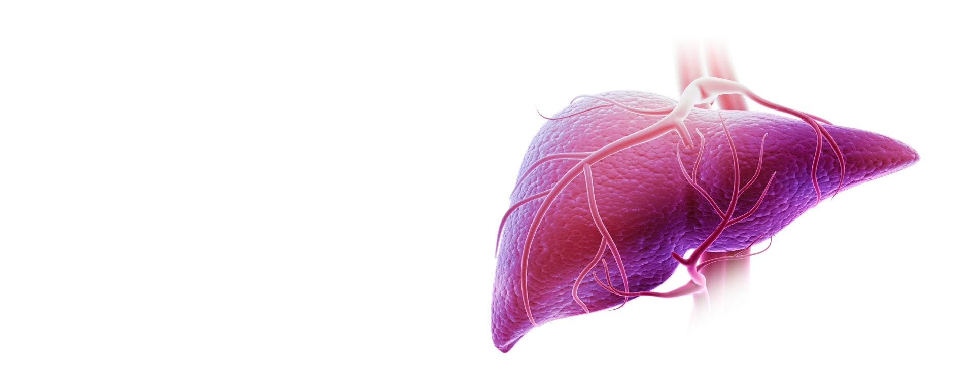 Natural Pharmaceuticals Hepactum™ FORTE maksa illustratsioon.